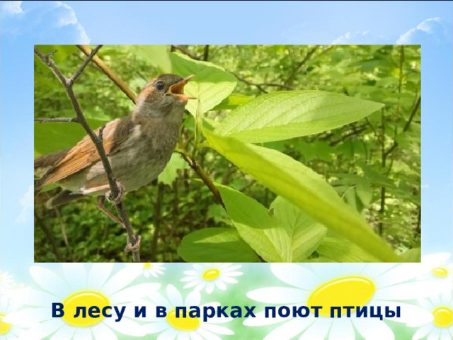 В лесу и в парках поют птицы 
