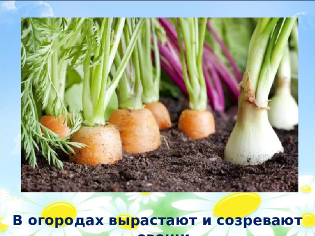 В огородах вырастают и созревают овощи 