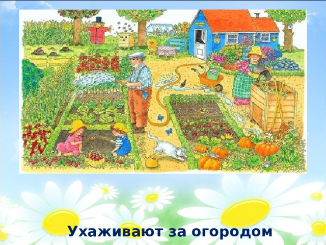 Ухаживают за огородом 