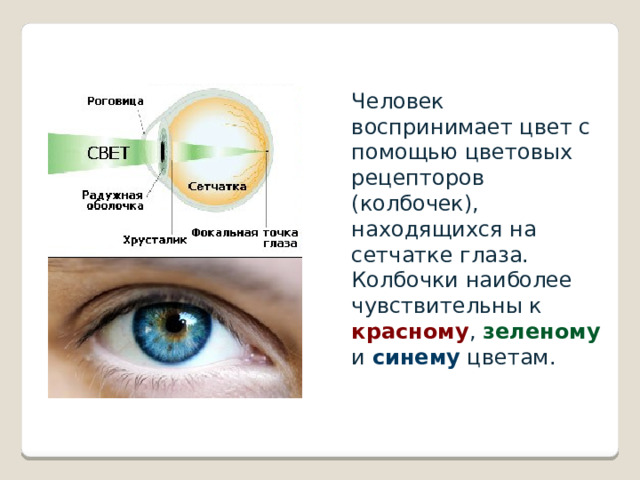 Человек воспринимает цвет с помощью цветовых рецепторов (колбочек), находящихся на сетчатке глаза. Колбочки наиболее чувствительны к красному , зеленому и синему цветам. 