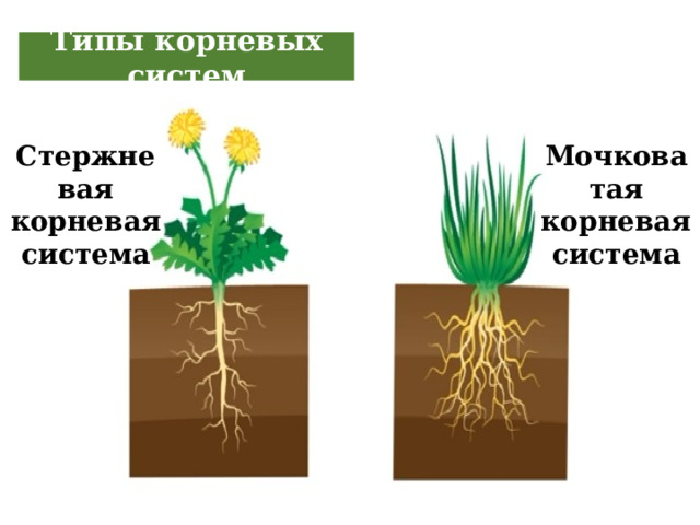 Типы корневых систем Стержневая корневая система Мочковатая корневая система 