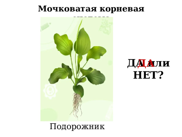 Мочковатая корневая система ДА или НЕТ? ДА Подорожник 