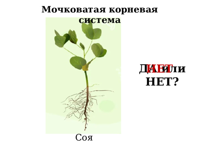 Мочковатая корневая система ДА или НЕТ? НЕТ Соя 
