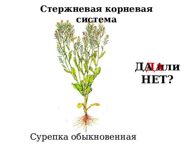 Стержневая корневая система ДА или НЕТ? ДА Сурепка обыкновенная 