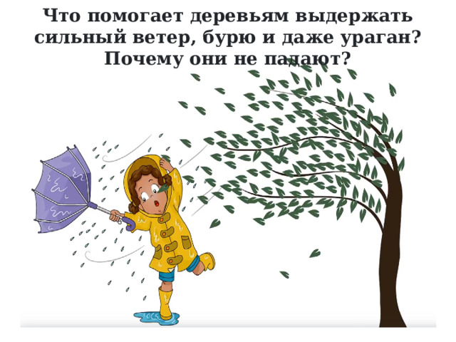 Что помогает деревьям выдержать сильный ветер, бурю и даже ураган? Почему они не падают? 