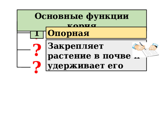 Основные функции корня ? 1 Опорная ? Закрепляет растение в почве и удерживает его ? 
