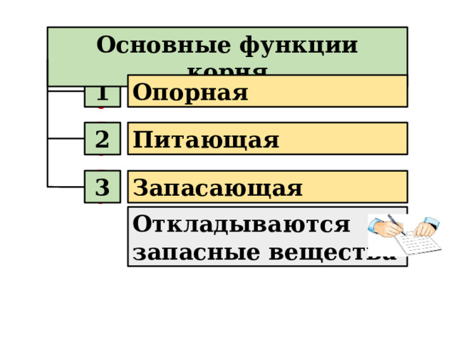 Основные функции корня ? 1 Опорная ? Питающая 2 ? 3 Запасающая Откладываются запасные вещества 