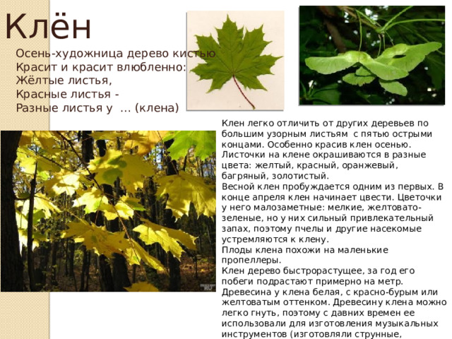 Клён Осень-художница дерево кистью  Красит и красит влюбленно:  Жёлтые листья,  Красные листья -  Разные листья у … (клена)   Клен легко отличить от других деревьев по большим узорным листьям с пятью острыми концами. Особенно красив клен осенью. Листочки на клене окрашиваются в разные цвета: желтый, красный, оранжевый, багряный, золотистый. Весной клен пробуждается одним из первых. В конце апреля клен начинает цвести. Цветочки у него малозаметные: мелкие, желтовато-зеленые, но у них сильный привлекательный запах, поэтому пчелы и другие насекомые устремляются к клену. Плоды клена похожи на маленькие пропеллеры. Клен дерево быстрорастущее, за год его побеги подрастают примерно на метр. Древесина у клена белая, с красно-бурым или желтоватым оттенком. Древесину клена можно легко гнуть, поэтому с давних времен ее использовали для изготовления музыкальных инструментов (изготовляли струнные, смычковые и др.) Сейчас из клена изготавливают звонкие скрипки, гитары. А еще из клена изготавливают лыжи, быстрые и легкие. 