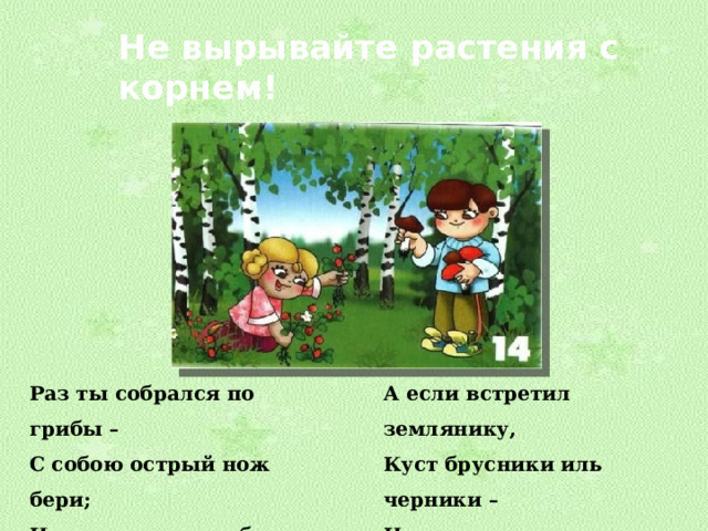Не вырывайте растения с корнем! Раз ты собрался по грибы – А если встретил землянику, С собою острый нож бери; Куст брусники иль черники – Им аккуратно гриб срезай – Нежно ягодки сорви, В земле грибницу оставляй. А куст – оставь, побереги. 