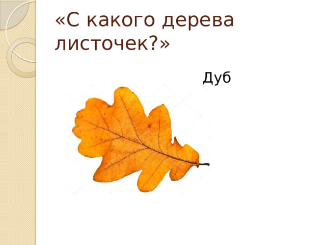 «С какого дерева листочек?» Дуб 