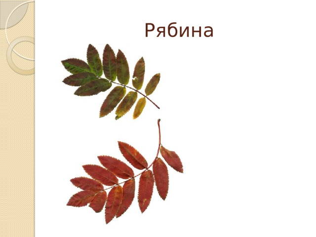Рябина 