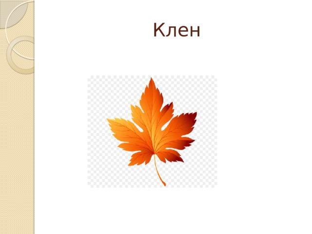 Клен 