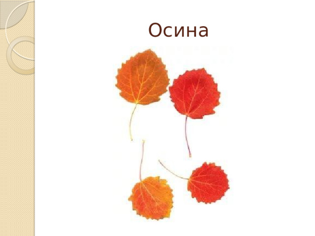 Осина 