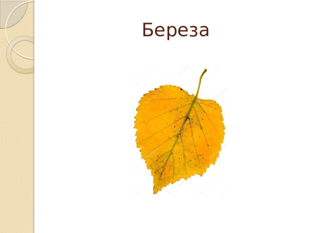 Береза 
