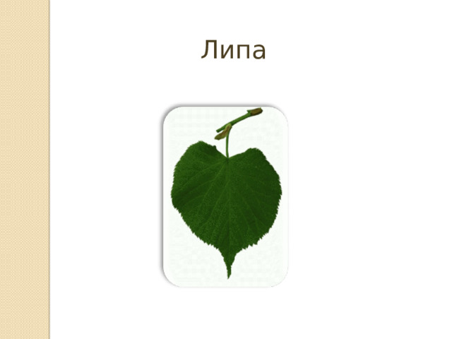Липа 