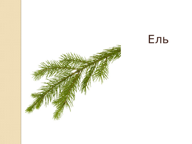 Ель 