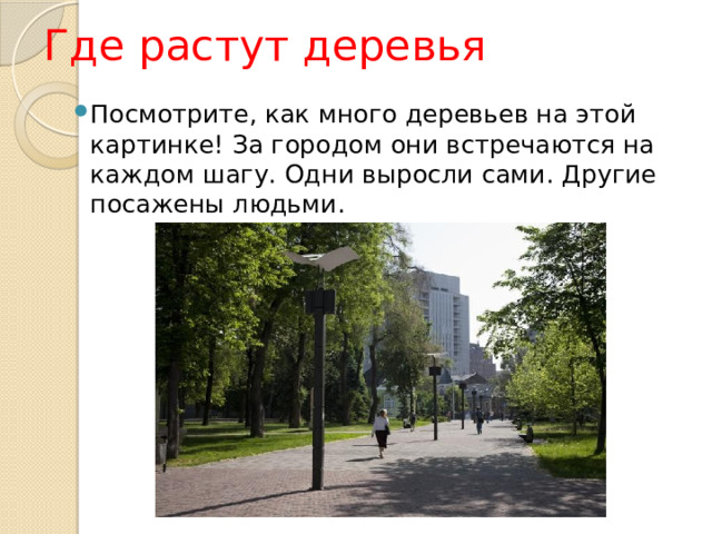 Где растут деревья Посмотрите, как много деревьев на этой картинке! За городом они встречаются на каждом шагу. Одни выросли сами. Другие посажены людьми. 