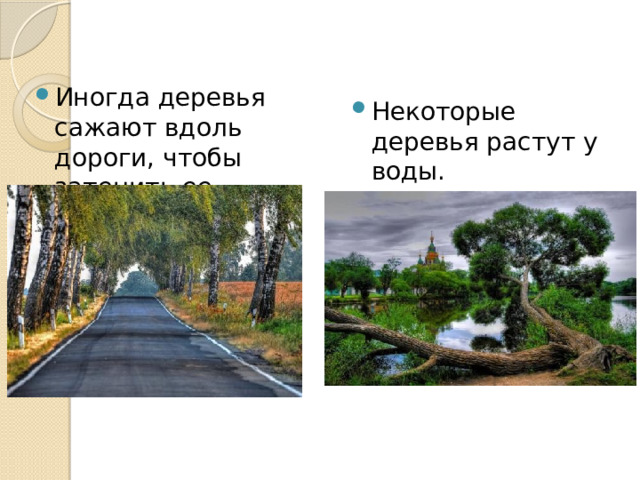 Иногда деревья сажают вдоль дороги, чтобы затенить ее. Некоторые деревья растут у воды. 