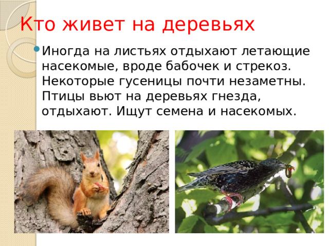 Кто живет на деревьях Иногда на листьях отдыхают летающие насекомые, вроде бабочек и стрекоз. Некоторые гусеницы почти незаметны. Птицы вьют на деревьях гнезда, отдыхают. Ищут семена и насекомых. 