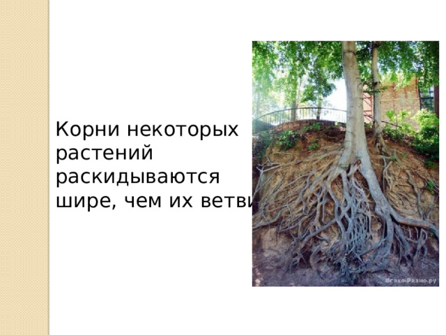 Корни некоторых растений раскидываются шире, чем их ветви. 