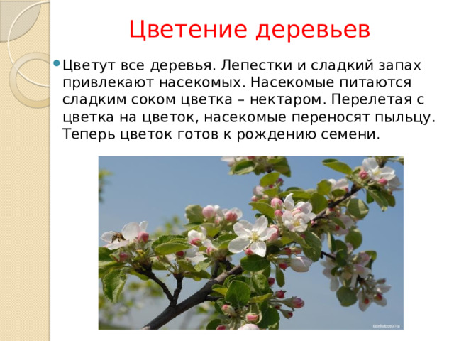 Цветение деревьев Цветут все деревья. Лепестки и сладкий запах привлекают насекомых. Насекомые питаются сладким соком цветка – нектаром. Перелетая с цветка на цветок, насекомые переносят пыльцу. Теперь цветок готов к рождению семени. 
