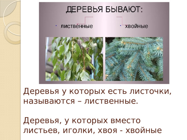 Деревья у которых есть листочки, называются – лиственные.   Деревья, у которых вместо листьев, иголки, хвоя - хвойные 