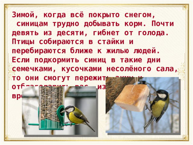 Зимой, когда всё покрыто снегом,  синицам трудно добывать корм. Почти девять из десяти, гибнет от голода. Птицы собираются в стайки и перебираются ближе к жилью людей. Если подкормить синиц в такие дни семечками, кусочками несолёного сала, то они смогут пережить зиму и отблагодарить вас, избавив ваш сад от вредителей. 