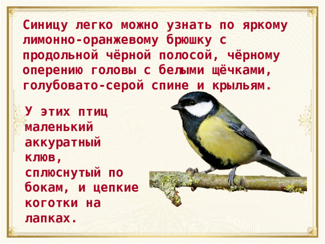 Синицу легко можно узнать по яркому лимонно-оранжевому брюшку с продольной чёрной полосой, чёрному оперению головы с белыми щёчками, голубовато-серой спине и крыльям. У этих птиц маленький аккуратный клюв, сплюснутый по бокам, и цепкие коготки на лапках. 