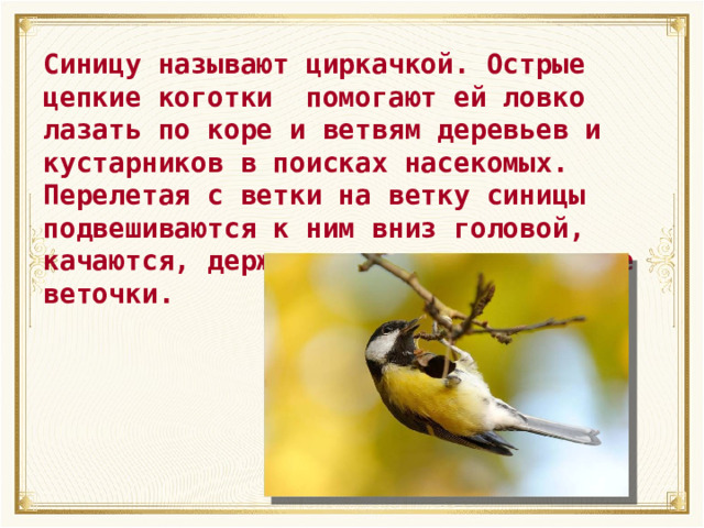 Синицу называют циркачкой. Острые цепкие коготки помогают ей ловко лазать по коре и ветвям деревьев и кустарников в поисках насекомых. Перелетая с ветки на ветку синицы подвешиваются к ним вниз головой, качаются, держась за самые тоненькие веточки. 