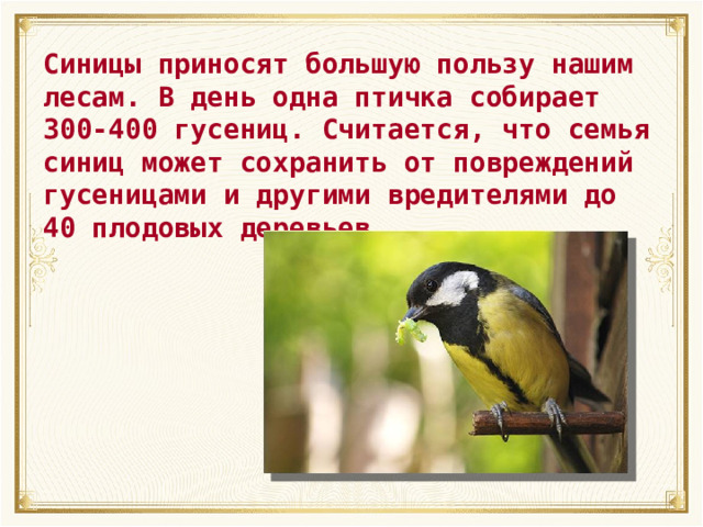 Синицы приносят большую пользу нашим лесам. В день одна птичка собирает 300-400 гусениц. Считается, что семья синиц может сохранить от повреждений гусеницами и другими вредителями до 40 плодовых деревьев. 