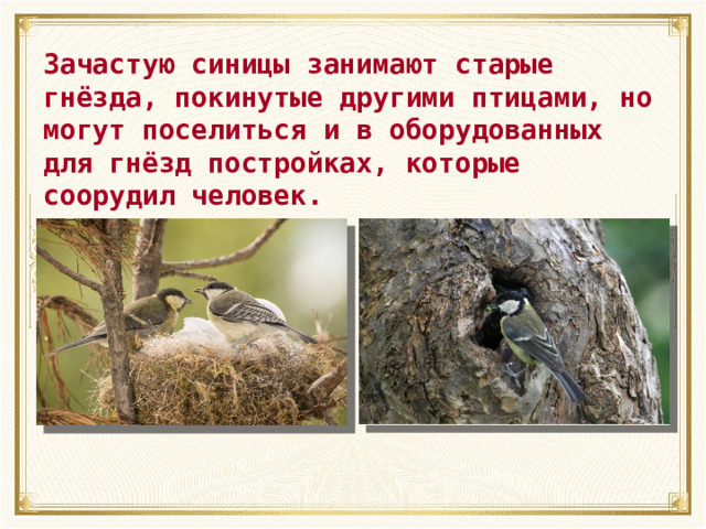 Зачастую синицы занимают старые гнёзда, покинутые другими птицами, но могут поселиться и в оборудованных для гнёзд постройках, которые соорудил человек. 