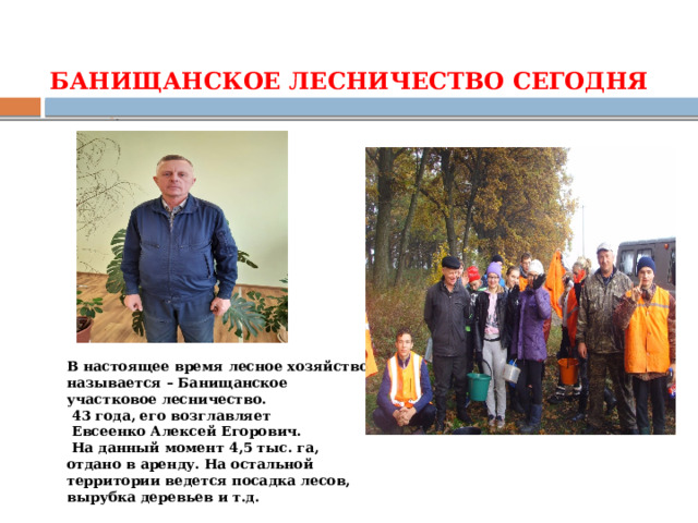 БАНИЩАНСКОЕ ЛЕСНИЧЕСТВО СЕГОДНЯ –   В настоящее время лесное хозяйство называется – Банищанское участковое лесничество.  43 года, его возглавляет  Евсеенко Алексей Егорович.  На данный момент 4,5 тыс. га, отдано в аренду. На остальной территории ведется посадка лесов, вырубка деревьев и т.д. 