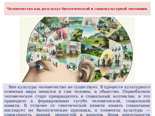 Человечество как результат биологической и социокультурной эволюции.    Вне культуры человечество не существует. В процессе культурного освоения мира менялся и сам человек, и общество. Первобытное человеческое стадо превращалось в социальный коллектив, и это приводило к формированию сугубо человеческой, социальной памяти. В отличие от генетической памяти память социальная наследует не биологические признаки, а элементы культуры — совокупность знаний, ценностей и идеалов, форм деятельности общественного человека. 