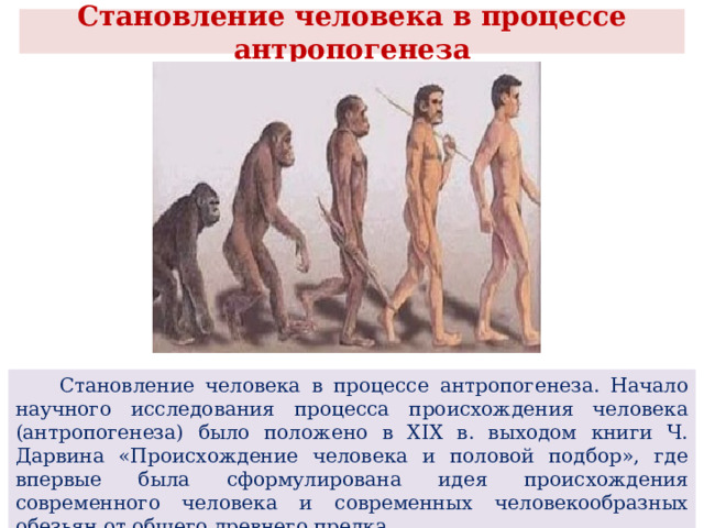  Становление человека в процессе антропогенеза    Становление человека в процессе антропогенеза. Начало научного исследования процесса происхождения человека (антропогенеза) было положено в XIX в. выходом книги Ч. Дарвина «Происхождение человека и половой подбор», где впервые была сформулирована идея происхождения современного человека и современных человекообразных обезьян от общего древнего предка. 