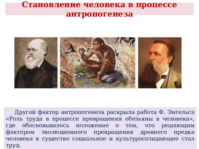  Становление человека в процессе антропогенеза    Другой фактор антропогенеза раскрыла работа Ф. Энгельса «Роль труда в процессе превращения обезьяны в человека», где обосновывалось положение о том, что решающим фактором эволюционного превращения древнего предка человека в существо социальное и культуросозидающее стал труд. 