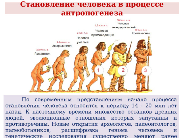  Становление человека в процессе антропогенеза    По современным представлениям начало процесса становления человека относится к периоду 14 - 20 млн лет назад. К настоящему времени множество останков древних людей, эволюционные отношения которых запутанны и противоречивы. Новые открытия археологов, палеонтологов, палеоботаников, расшифровка генома человека и генетические исследования существенно меняют ранее сложившиеся представления о роде человеческом. 