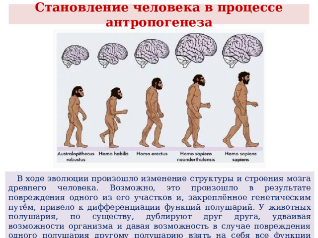  Становление человека в процессе антропогенеза    В ходе эволюции произошло изменение структуры и строения мозга древнего человека. Возможно, это произошло в результате повреждения одного из его участков и, закреплённое генетическим путём, привело к дифференциации функций полушарий. У животных полушария, по существу, дублируют друг друга, удваивая возможности организма и давая возможность в случае повреждения одного полушария другому полушарию взять на себя все функции повреждённого. 