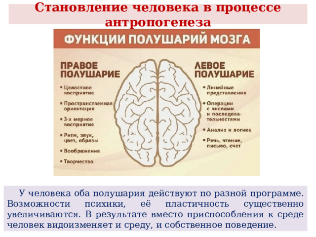  Становление человека в процессе антропогенеза    У человека оба полушария действуют по разной программе. Возможности психики, её пластичность существенно увеличиваются. В результате вместо приспособления к среде человек видоизменяет и среду, и собственное поведение. 