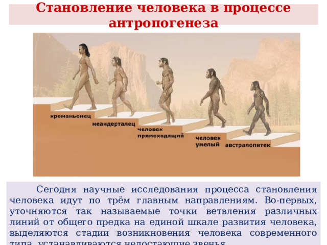  Становление человека в процессе антропогенеза    Сегодня научные исследования процесса становления человека идут по трём главным направлениям. Во-первых, уточняются так называемые точки ветвления различных линий от общего предка на единой шкале развития человека, выделяются стадии возникновения человека современного типа, устанавливаются недостающие звенья. 