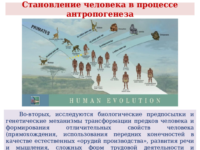  Становление человека в процессе антропогенеза    Во-вторых, исследуются биологические предпосылки и генетические механизмы трансформации предков человека и формирования отличительных свойств человека (прямохождения, использования передних конечностей в качестве естественных «орудий производства», развития речи и мышления, сложных форм трудовой деятельности и социальности). 