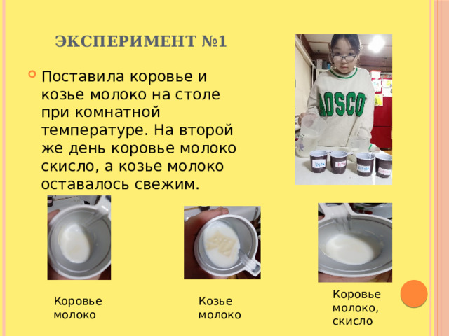 Эксперимент №1 Поставила коровье и козье молоко на столе при комнатной температуре. На второй же день коровье молоко скисло, а козье молоко оставалось свежим. Коровье молоко, скисло Козье молоко Коровье молоко 