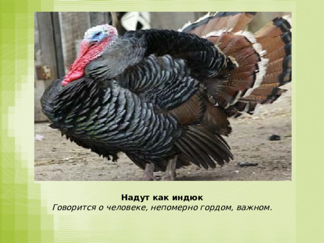 Надут как индюк Говорится о человеке, непомерно гордом, важном. 