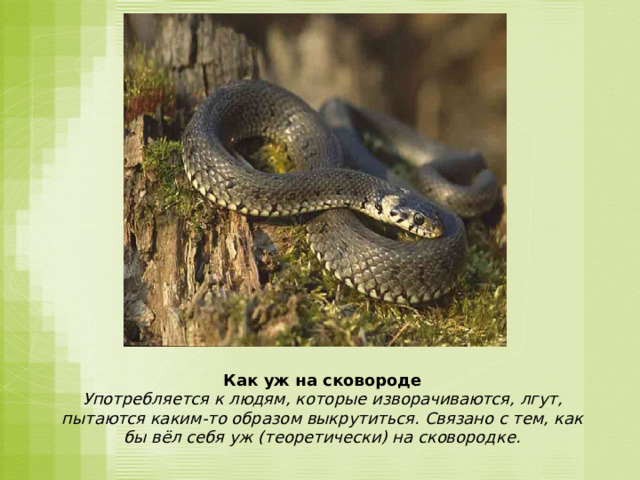 Как уж на сковороде Употребляется к людям, которые изворачиваются, лгут, пытаются каким-то образом выкрутиться. Связано с тем, как бы вёл себя уж (теоретически) на сковородке. 