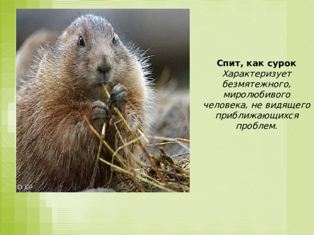 Спит, как сурок Характеризует безмятежного, миролюбивого человека, не видящего приближающихся проблем. 