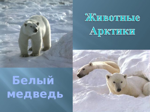 Белый медведь 