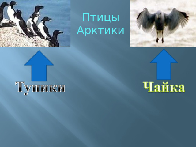 Птицы Арктики 