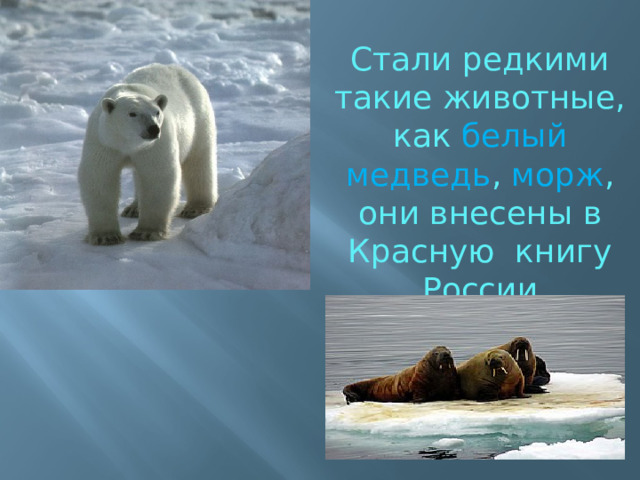 Стали редкими такие животные, как белый медведь , морж , они внесены в Красную книгу России 