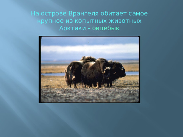 На острове Врангеля обитает самое крупное из копытных животных Арктики - овцебык 