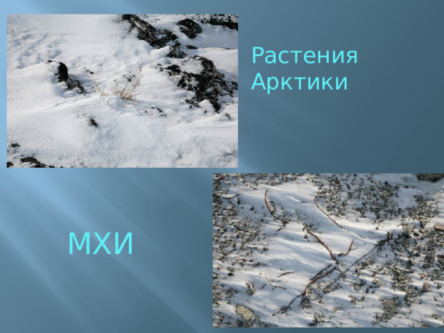 Растения Арктики МХИ 