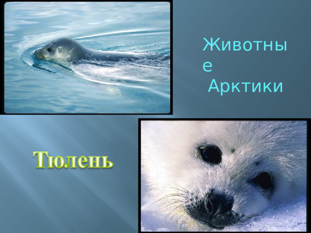 Животные  Арктики 